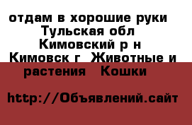 отдам в хорошие руки - Тульская обл., Кимовский р-н, Кимовск г. Животные и растения » Кошки   